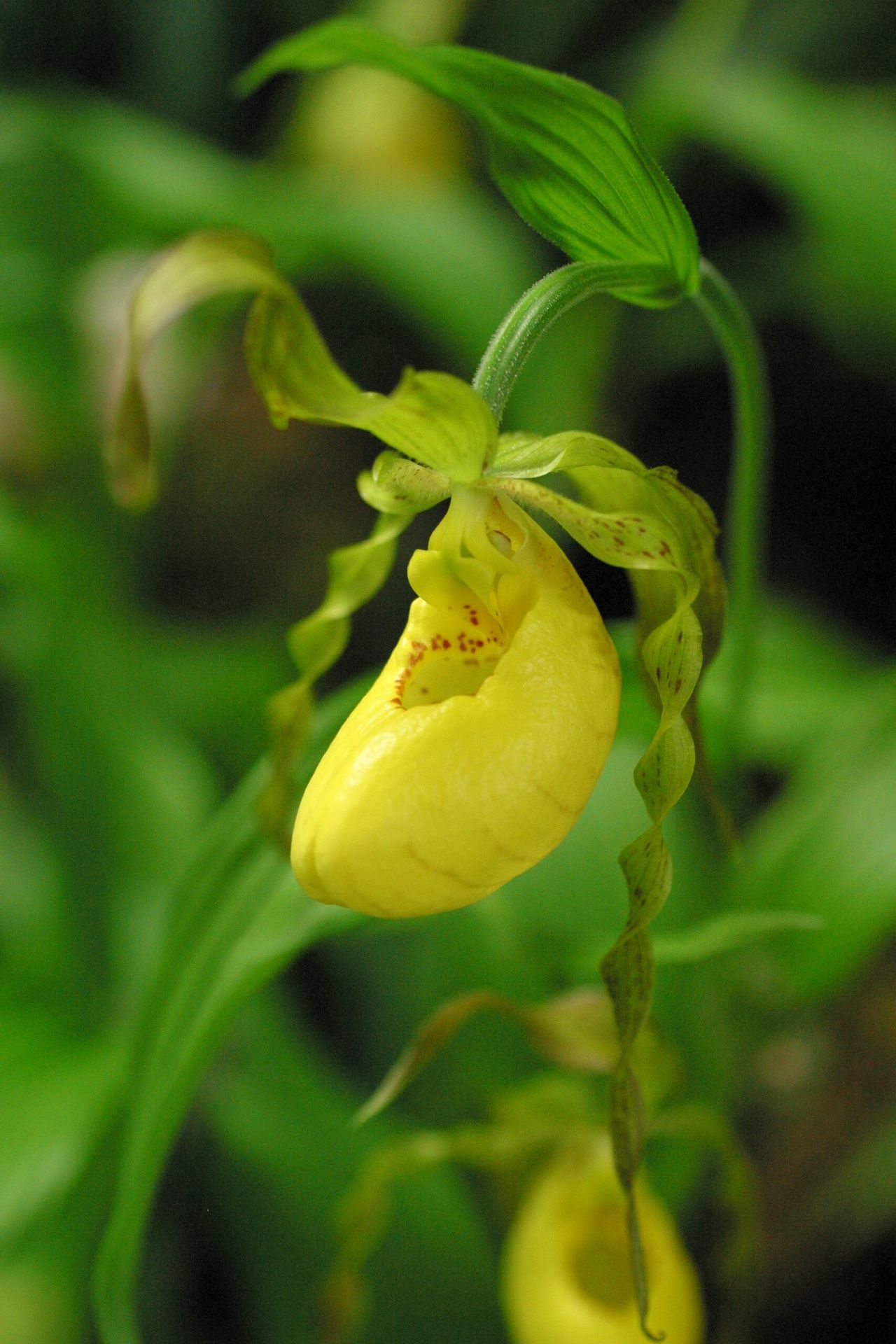 The lady’s slipper orchid, or Cypripedium calceolus, is often referred to as Britain&#039;s rarest flower.