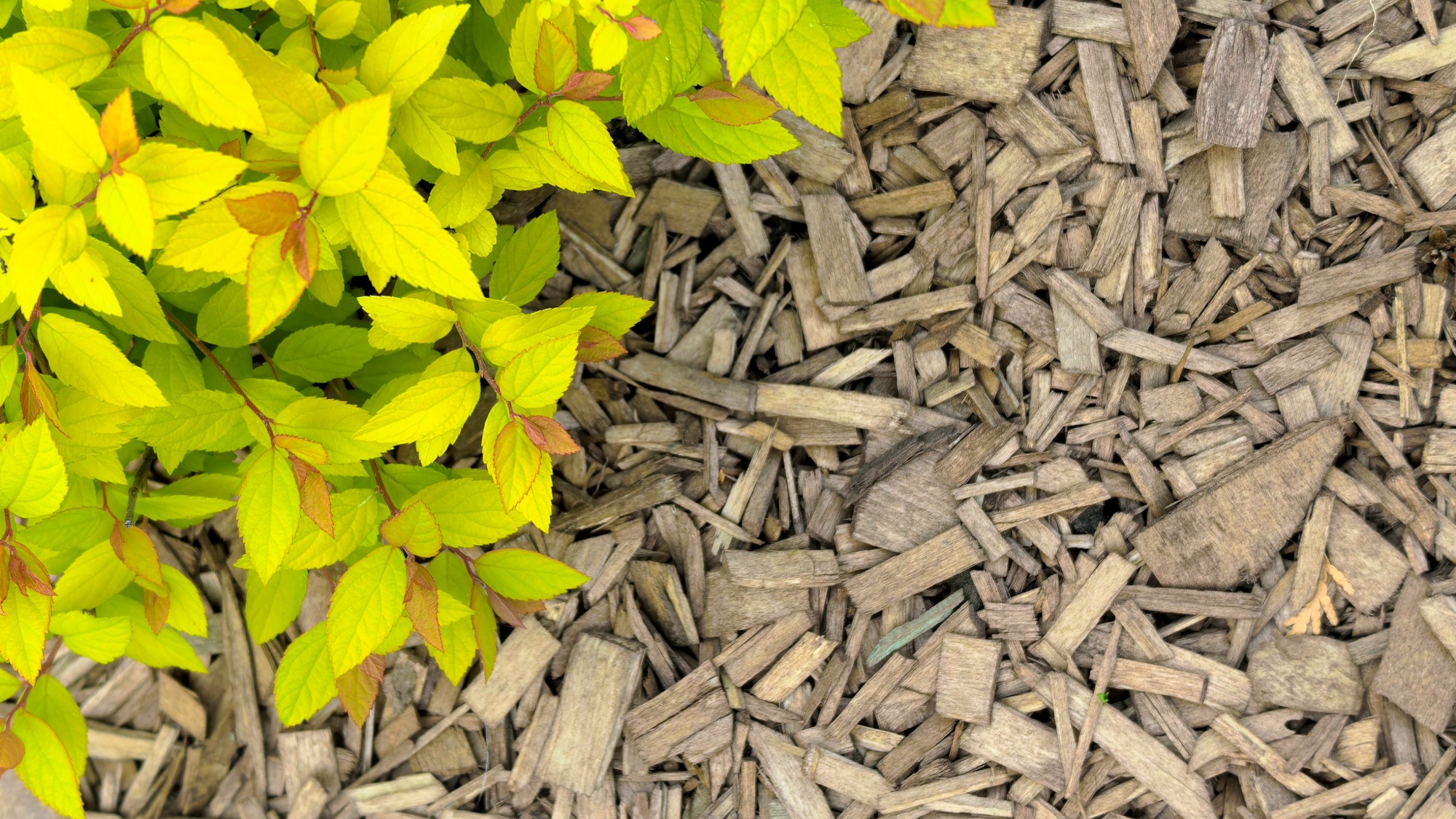 Wood mulch chips around spirea plant