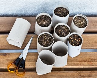 Old toilet rolls used to start seeds