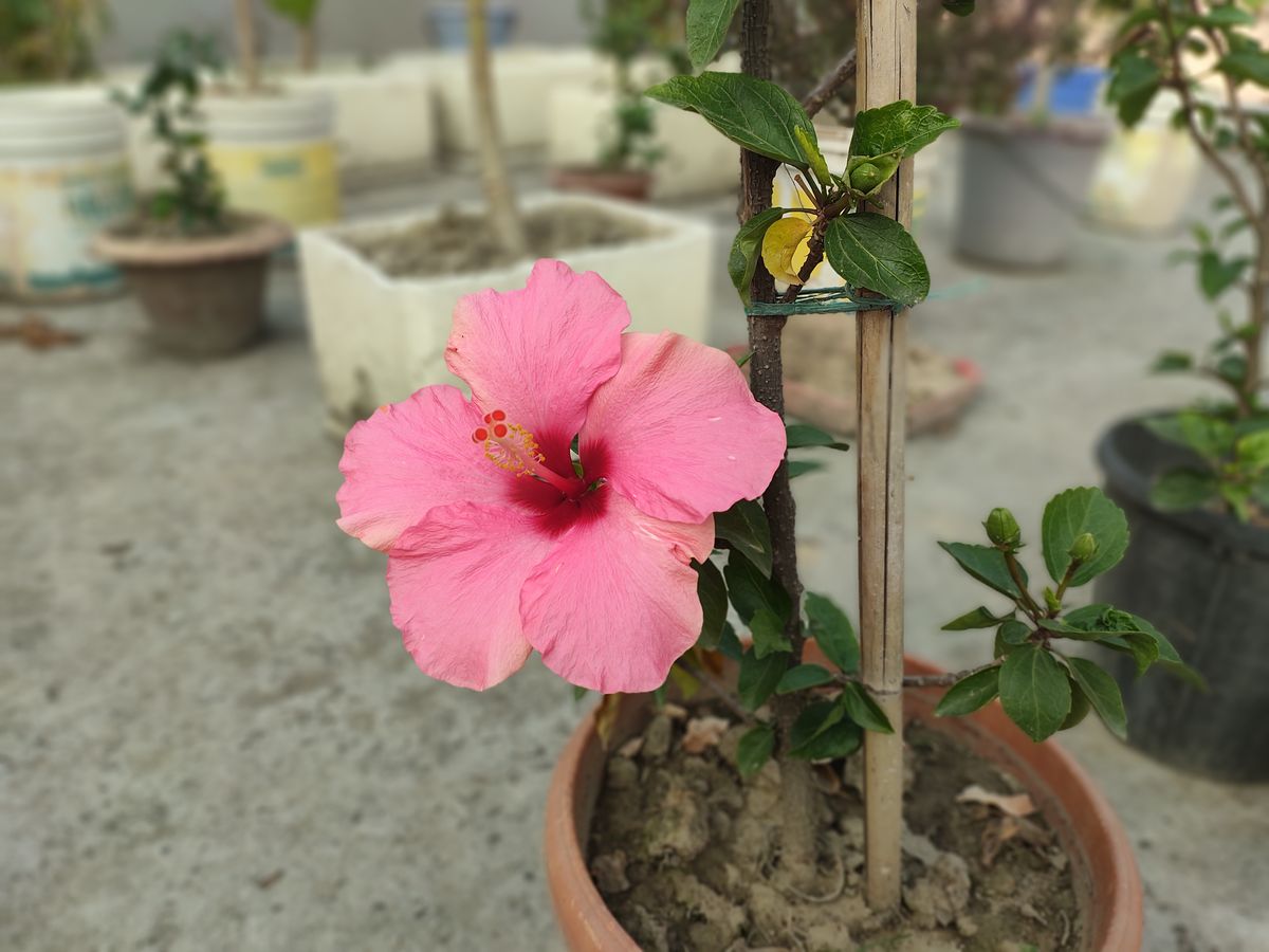 RedMagic 7 phone camera sample