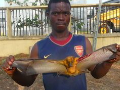Hunter in Accra with a live, wounded bat he shot with a catapult.