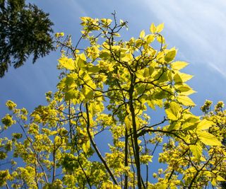 A mulberry tree