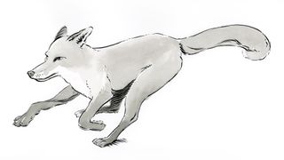 image of a fox with grey tones