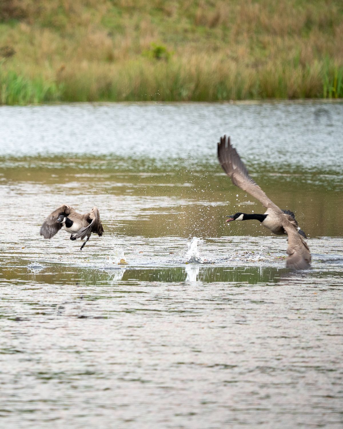 two canada geese having a disagreement and splashing on a pond