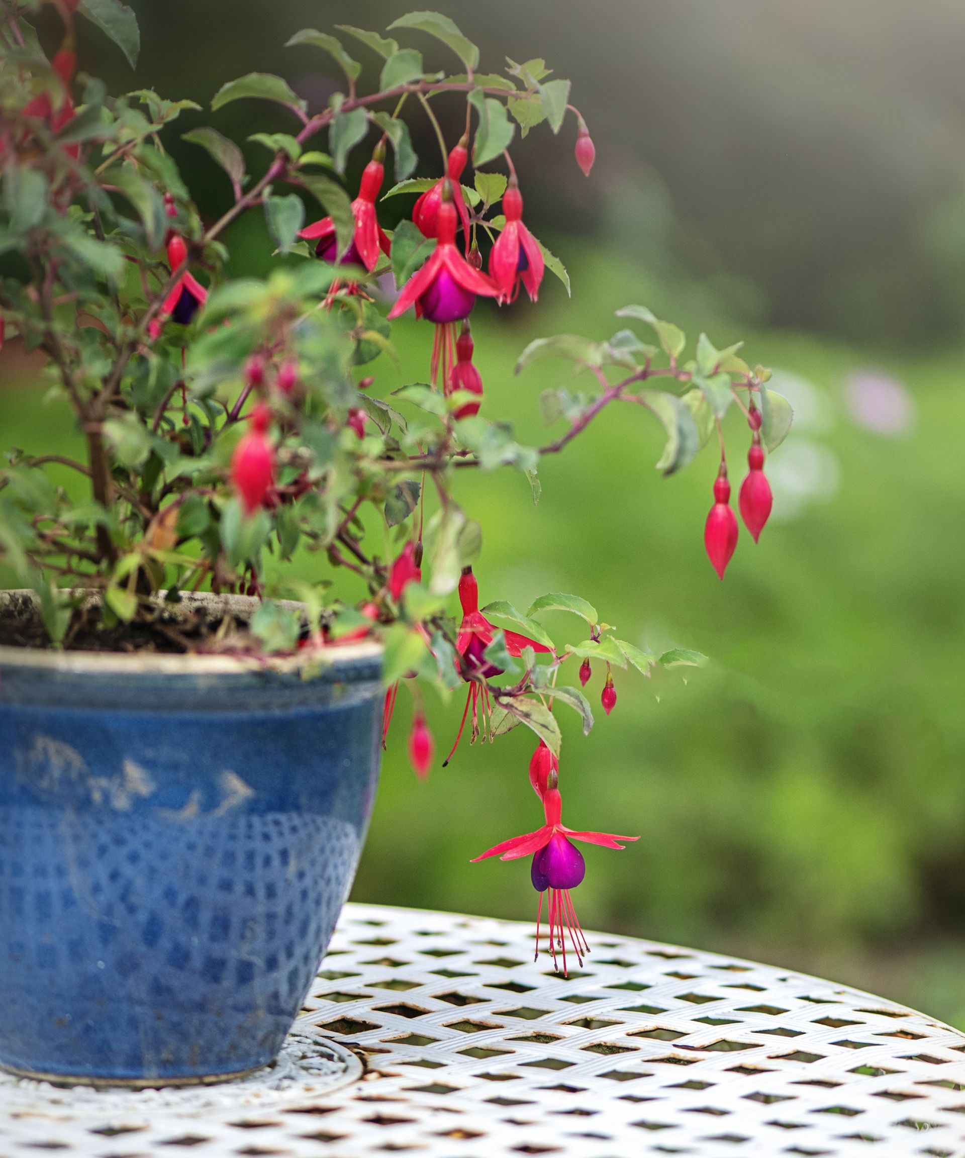 Fuchsia flowers in a blue ceramic pot on a garden table