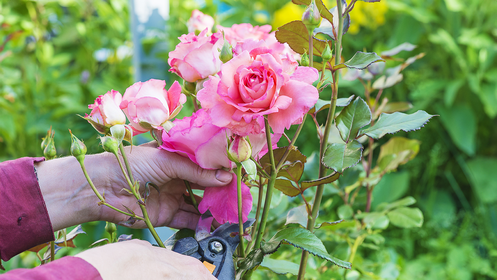 Deadheading and pruning roses in summer