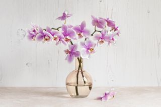 Orchid stems in pale pink glass vase