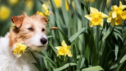 Dog in Daffodil Field