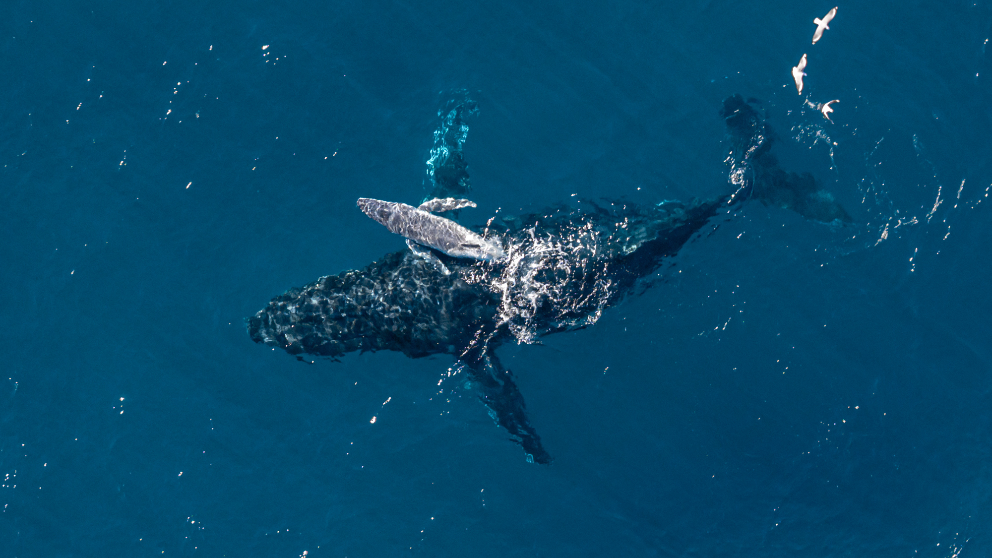 Large whales swim in the blue ocean