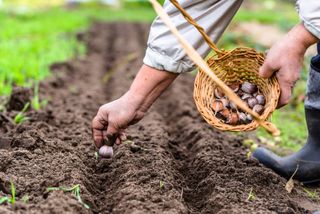 A person's hand planting garlic cloves in the soil