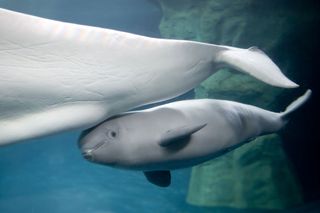 baby beluga whale