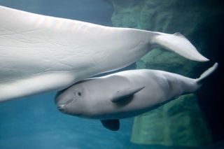 The 2-month-old baby beluga whale, born to mama Mauyak, at Chicago's Shedd Aquarium is a girl.