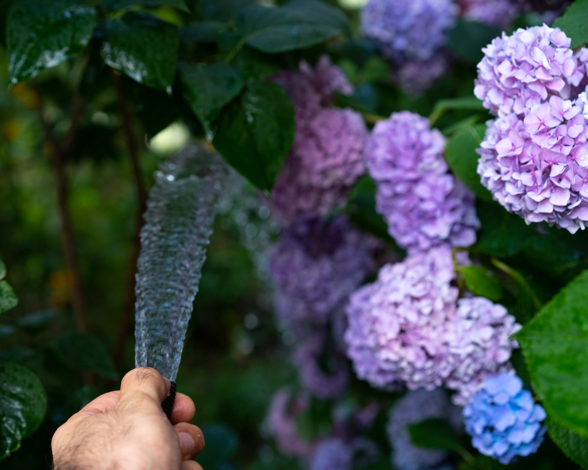 Gardener waters hydrangea with hose