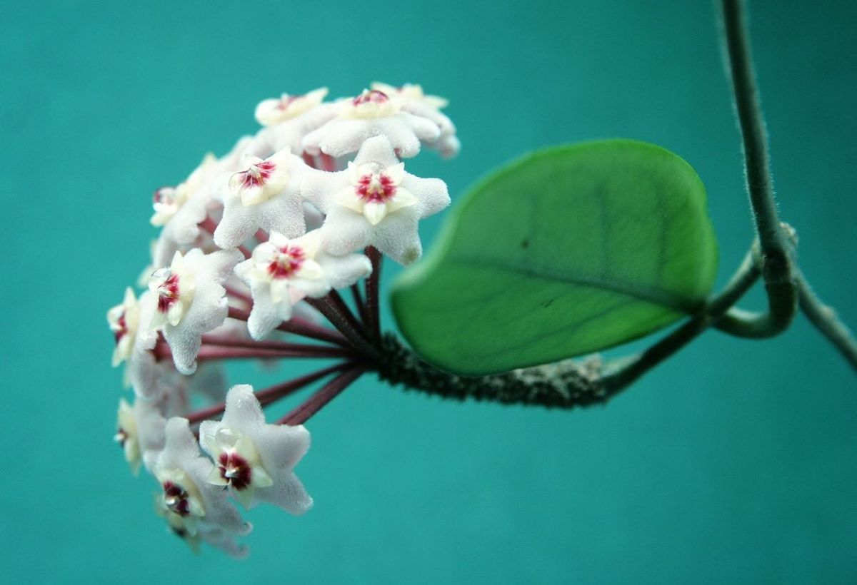 Wax Plant Propagation Guide Learn How To Propagate Hoya Plants