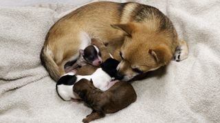 Chihuahua with newborn puppies
