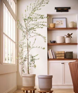 neutral living room corner with warm white walls, built in shelving and large houseplant