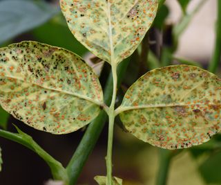 Rose leaves showing signs of rust
