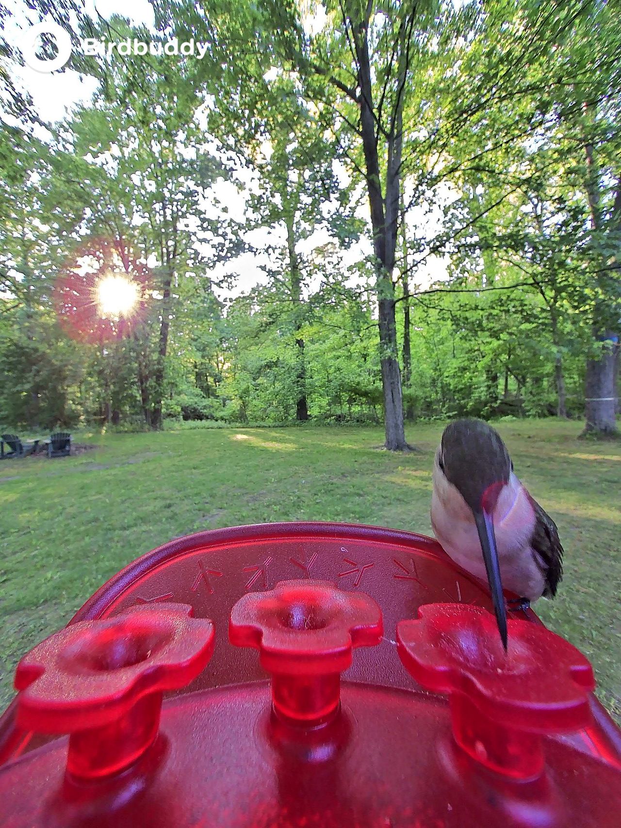 Images of a ruby-throated hummingbird captured with the Bird Buddy Solar Pro Hummingbird Feeder