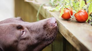 A brown lab sniffing at tomatoes on the vine