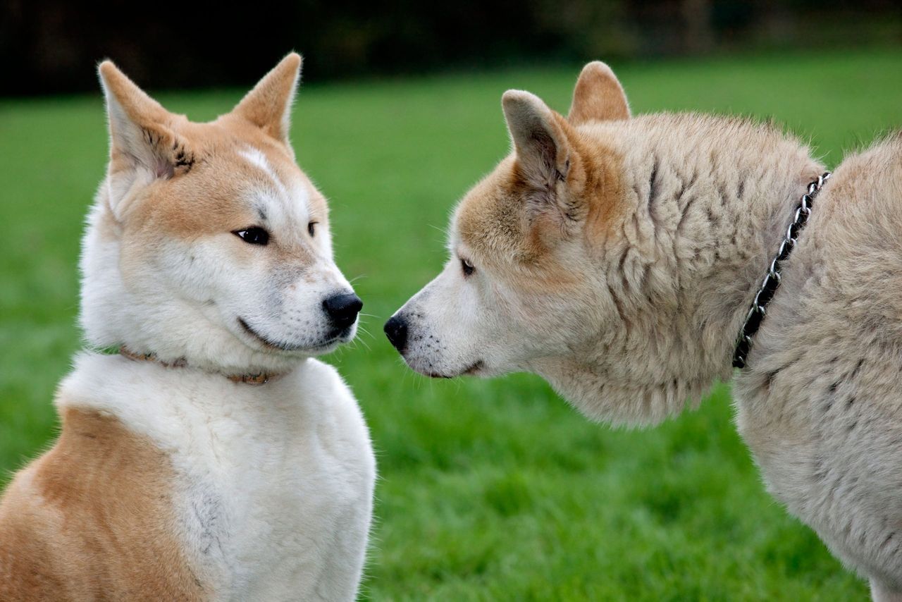 The first meet and greet between new dogs can be nerve-wracking for everyone.