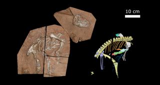 The new Heterodontosaurus tucki specimen AM 4766, affectionately called “Tucky”. Digitally reconstructed anatomy on the right.
