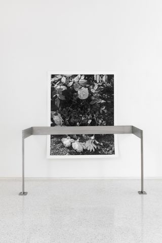 rose plant photograph