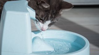 Cat drinking from water fountain — Best pet accessories