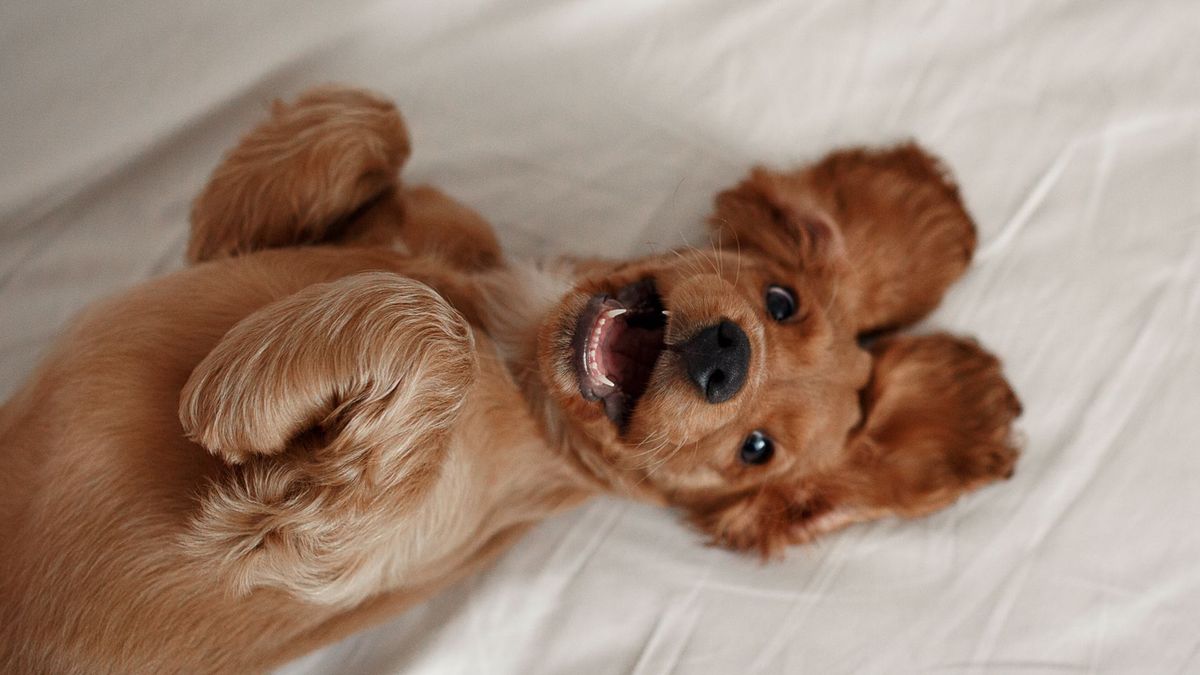 Cocker spaniel lying on their back on a white sheet smiling