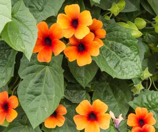 flowering black eyed Susan vine in full bloom