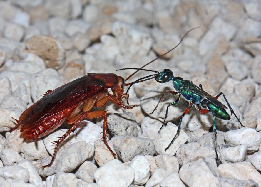 Female of the emerald cockroach wasp Ampulex compressa manipulating an American cockroach, which has been made docile by wasp venom and that will serve as food for the wasp larva.