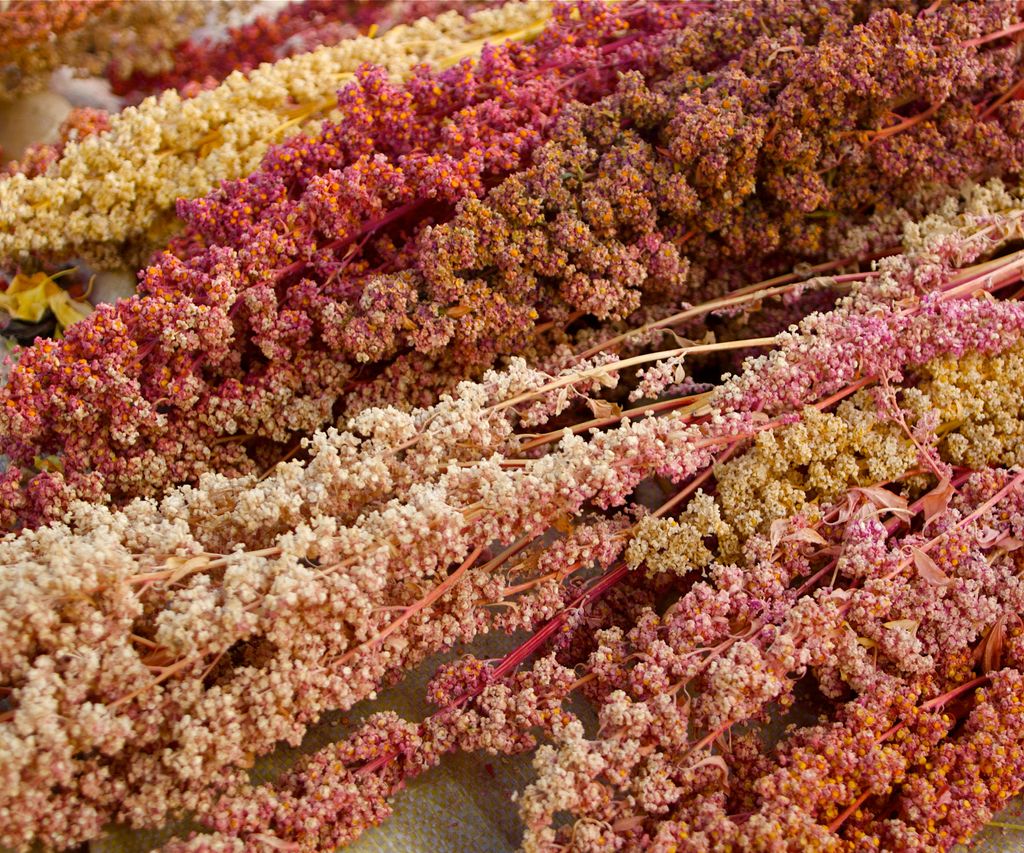 How to grow quinoa expert tips for this useful supergrain Homes