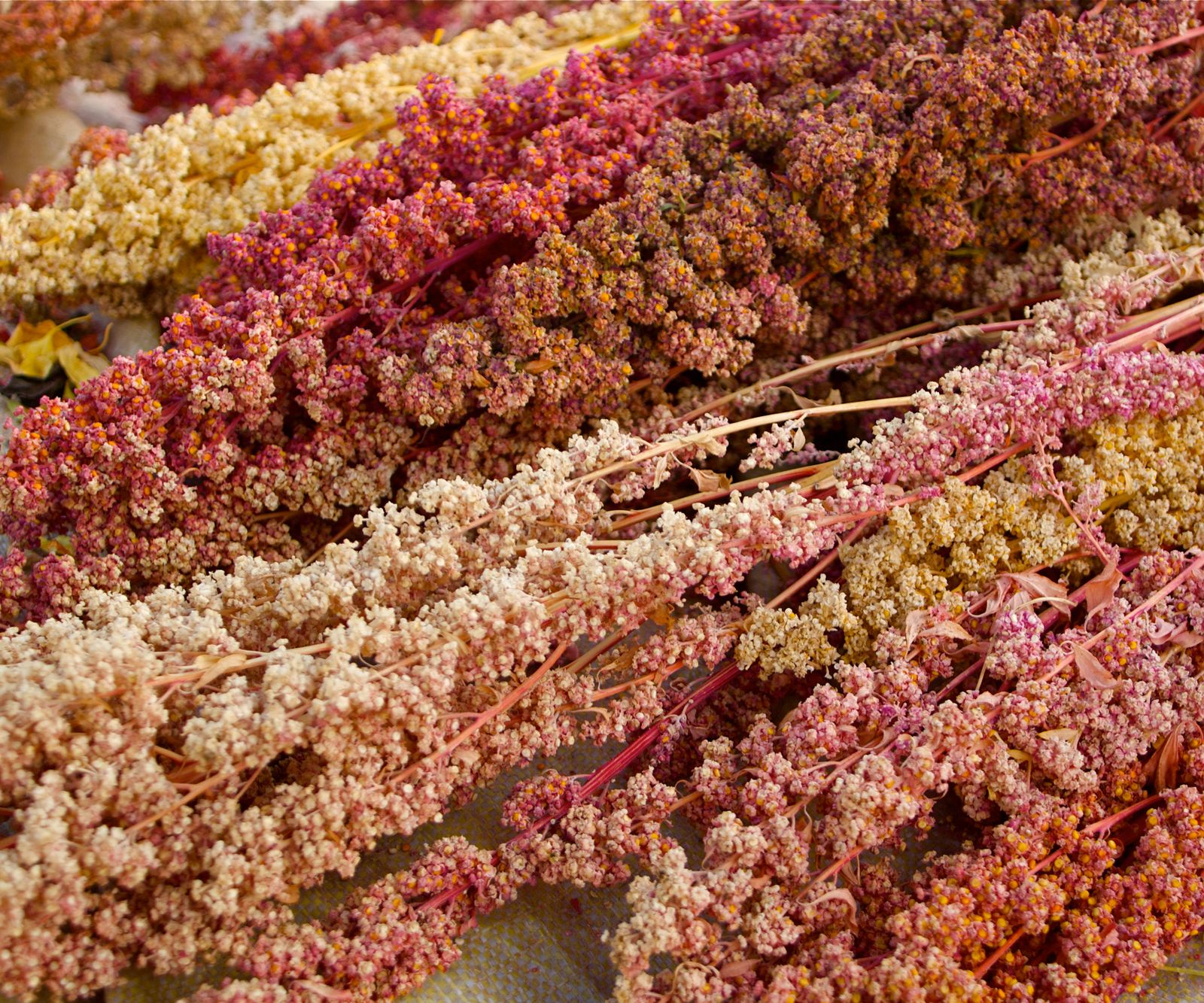 How to grow quinoa expert tips for this useful supergrain