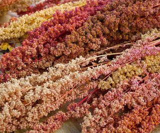 quinoa seed heads drying after harvesting in high summer