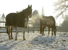 winter-grazing-09.jpg