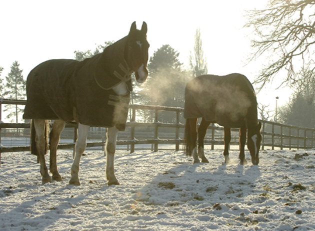 winter-grazing-09.jpg