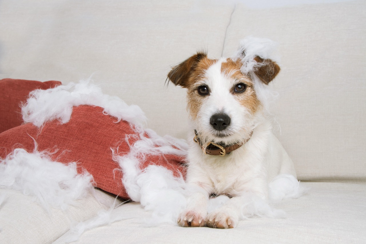 Small terrier lying on a sofa beside a torn cushion, surrounded by white stuffing it has pulled out, looking innocently at the camera.