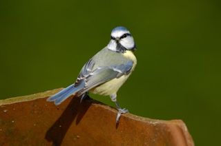 Blue tit