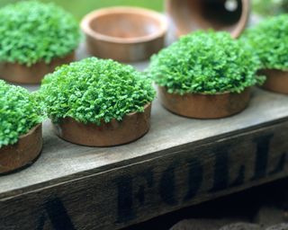 Selaginella evergreen plants in terracotta pots in old wooden pot holder