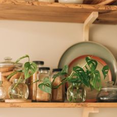 Plant cuttings growing in water on shelf