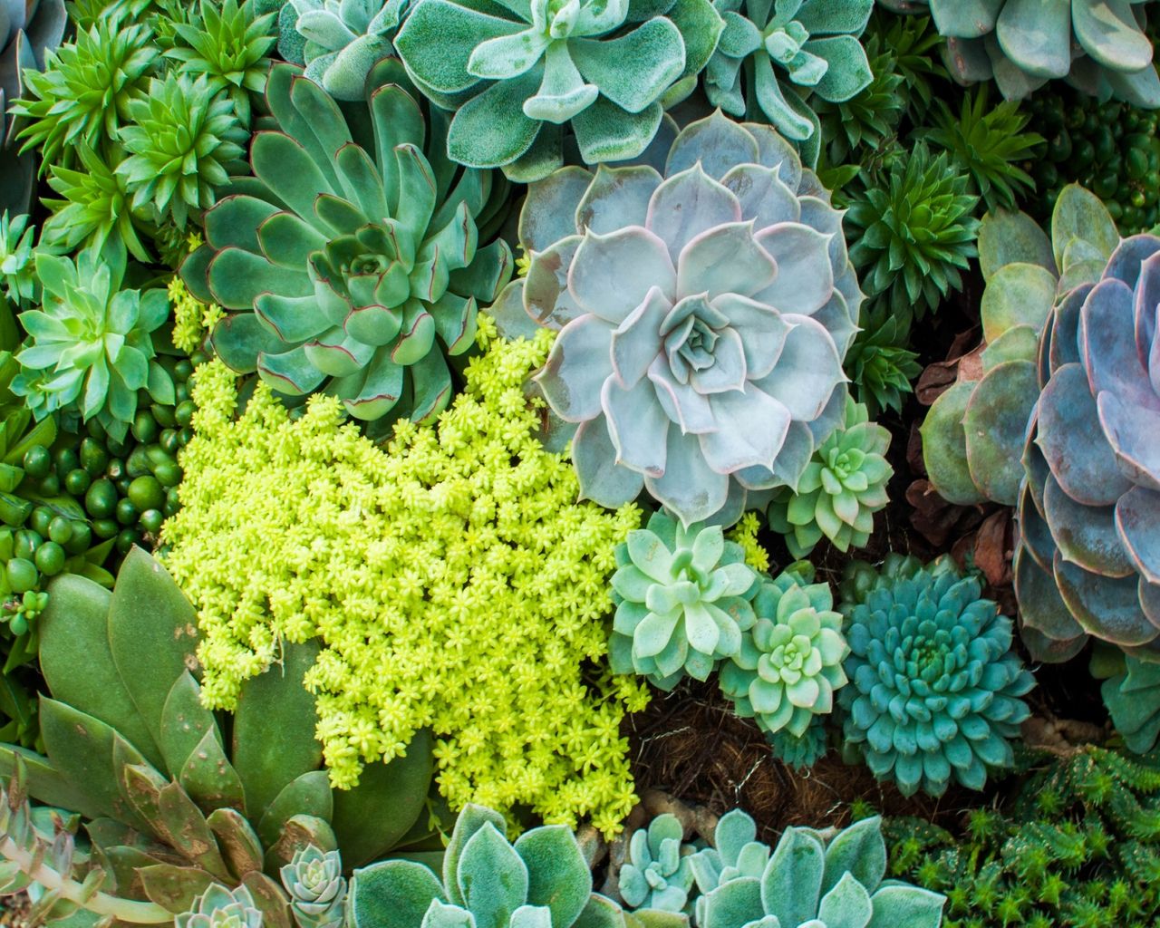 Can succulents survive winter? 5 things you can do to help Gardeningetc