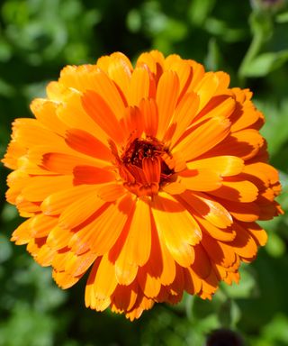 The brilliant orange colours of calendula Indian Prince