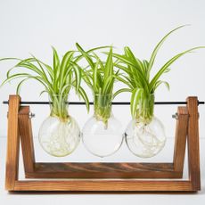 spider plant cuttings in a propagation station