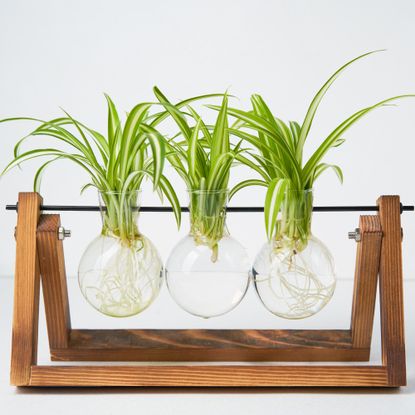 spider plant cuttings in a propagation station
