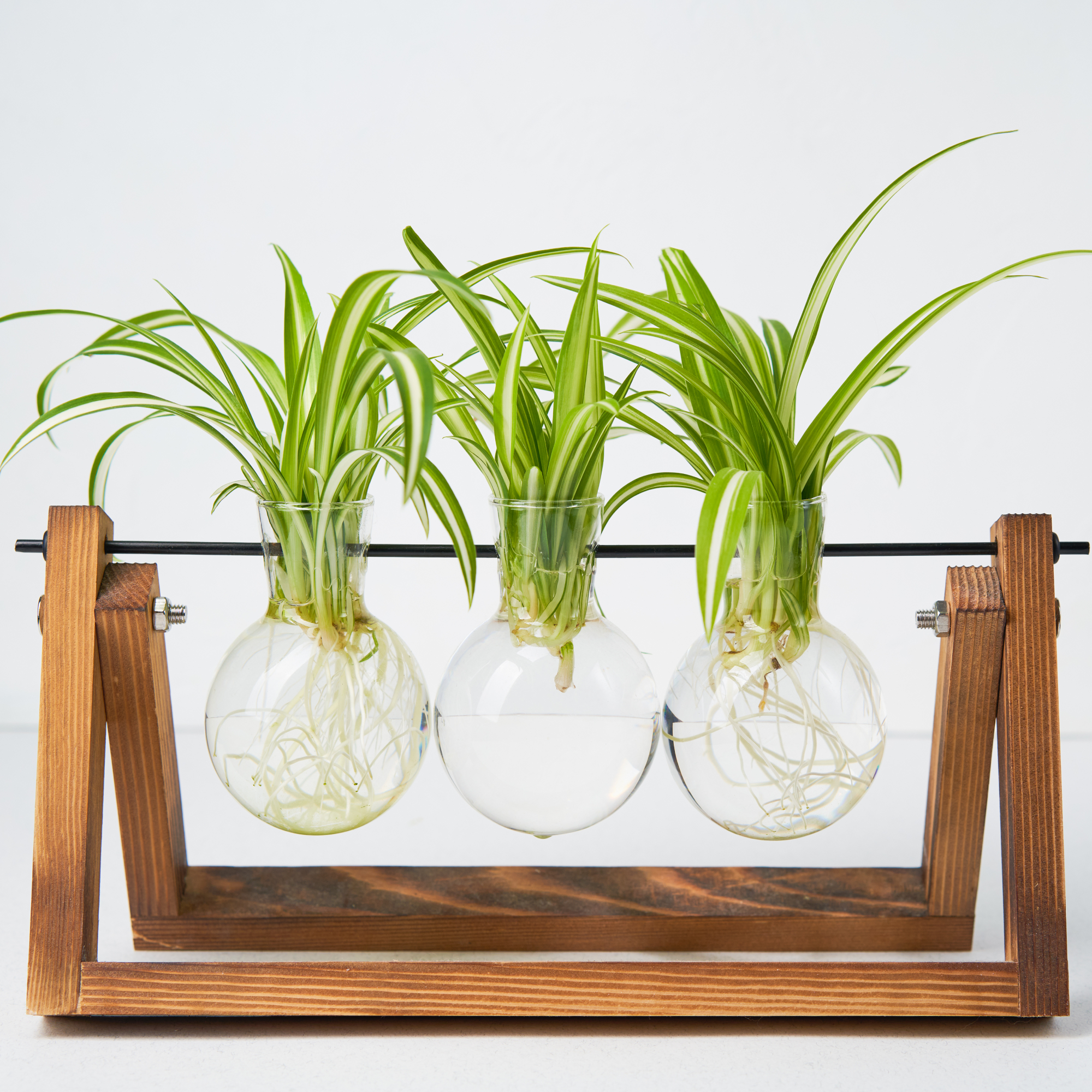 spider plant cuttings in a propagation station