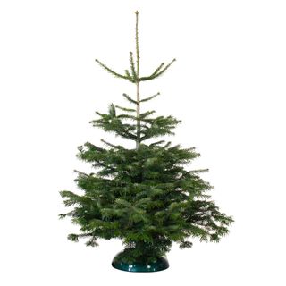 regular size christmas tree with black bottom stand