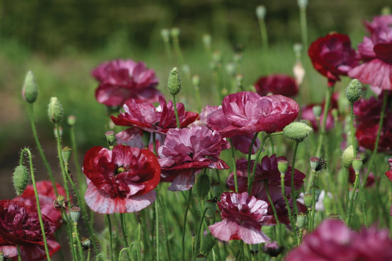Red Poppy Types Type of poppies: 16 of the most beautiful annual varieties | Homes and ...
