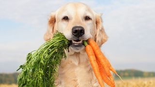 dogs eat carrots