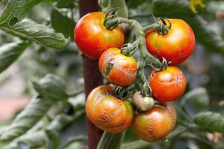 tomatoes on the vine with blight