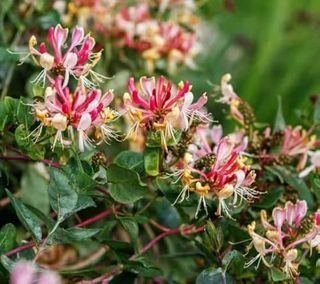 Fragrant Cloud Pink Honeysuckle