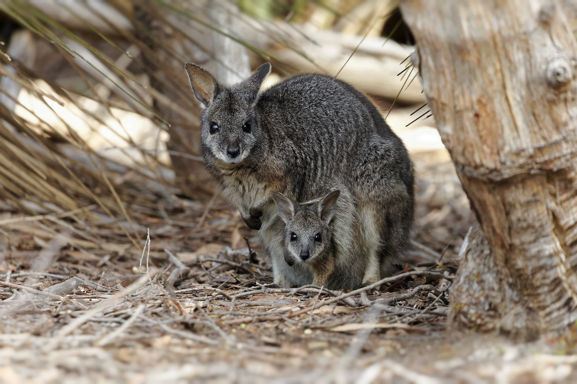 The tammar wallaby is just one Australian species affected by light pollution.